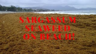 Sargassum seaweed  Crane beach Barbados [upl. by Hiller]