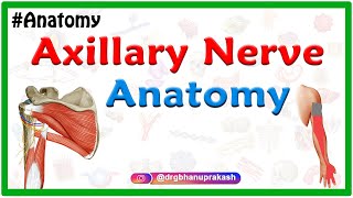 Axillary nerve Anatomy  Origin Course Branches innervation  Usmle Step 1 Anatomy [upl. by Maghutte230]