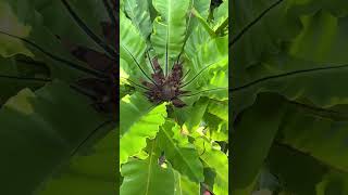 BEST TIPS  HOW TO CARE FOR BIRDS NEST FERN  ASPLENIUM NIDUS CARE GUIDE [upl. by Acissey]