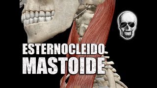 Músculo ESTERNOCLEIDOMASTOIDEO Nomenclatura origens inserção e ações  Anatomia  VideoAula 160 [upl. by Atileda256]