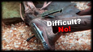 Are Otocinclus catfish hard to keep Why do Otos die [upl. by Targett]