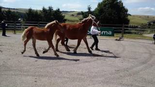 Foire aux chevaux de travail en Haute Loire [upl. by Nossah]