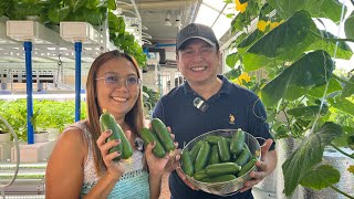 How to Grow Cucumber in Plastic Bottles using Kratky Method  Aeration  Nars Adriano [upl. by Sofia]