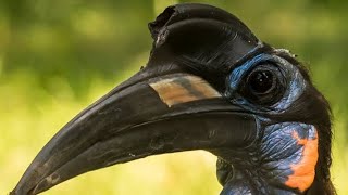 Àkàlàmàgbò  Abyssinian Ground Hornbill [upl. by Ianthe395]