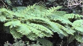 Cyathea cooperi Queensland Australia [upl. by Ddarb]