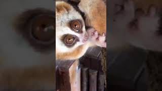 Pygmy slow loris Javan Slow Loris Sunda slow loris Nycticebus kayan [upl. by Odnarb]