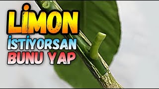 Limon Ağacı Nasıl ve Ne Zaman Aşılanır  T Göz Aşı [upl. by Ntsuj]