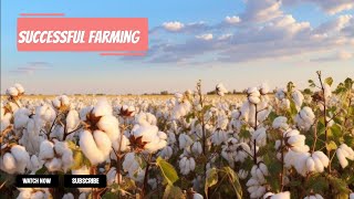 How To Make Profits From Growing Cotton On Small Plots Of Land [upl. by Anivahs]