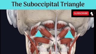 The Suboccipital Triangle Anatomy mbbs education bds headandneckanatomy triangles [upl. by Dieball]