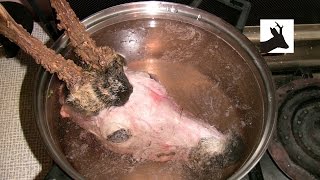 How to boil out deer head  part 2 Boiling out and cleaning Non medal trophy head [upl. by Varipapa978]