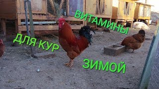 Витамины для кур ЗИМОЙКакие витамины нужны [upl. by Haissi893]