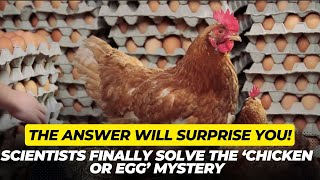 Scientists Finally Solve the ‘Chicken or Egg’ Mystery—And the Answer Will Surprise Most Viral Today [upl. by Eemla]