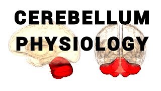 Cerebellum Physiology part 1 [upl. by Soiritos]