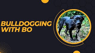 BULLDOGGING WITH BO [upl. by Narej]