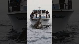 This Humpback Whale Checks Out the Whale Watching Boat [upl. by Grimona]