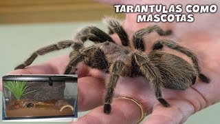 Cuidados y ESPECIES de TARANTULAS que podemos tener como MASCOTA  AcuariosLP [upl. by Sukram]