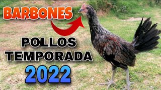 TEMPORADA de CRIANZA 2022 Pollos de 5 SEMANAS BARBONES  Gallos Finos🐓 [upl. by Arianne]