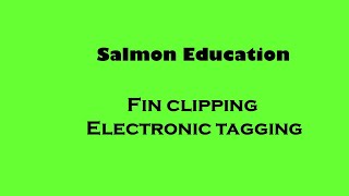 Hatchery salmon adipose fin clipping [upl. by Wiggins]