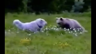 Great Pyrenees dogs vs brown bear French Pyrenees [upl. by Anirec366]