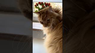 Marcin the Maine Coon and roses 😻🌹 cat mainecoon catlover funnyvideo viralvideo funnycats [upl. by Trella]