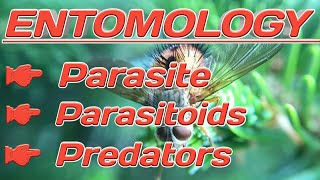 Parasite Parasitoids Predators parasite parasitoids predators [upl. by Oicor229]