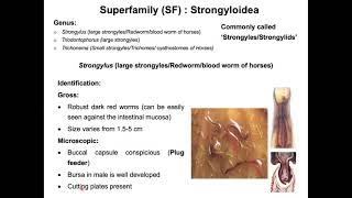 StrongylosisHorse red wormStrongylus vulgarisDr Alim II Bangla Full lecture II [upl. by Younger]