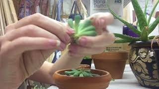 Pruning Etiolated Succulents  Leaf And Stem Propogation [upl. by Stier]