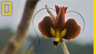 Tim Laman amp Ed Scholes Birds of Paradise  Nat Geo Live [upl. by Ahsenik]