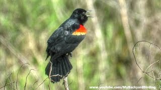 RedWinged Blackbird Song and Display [upl. by Chaney]