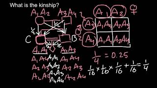 What is the Kinship Genetics [upl. by Notsle578]