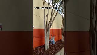 Crepe Myrtle trimming fun outdoors diy nature shortvideo shorts tree landscape diesel [upl. by Aisek]