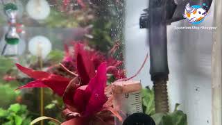 DIY co2 Diffuser Review aquariumshopdinajpur [upl. by Norword814]