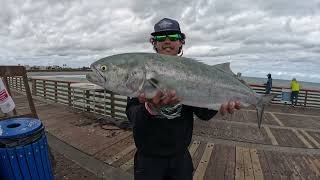 CATCHING GIANT BLUEFISH IN SOUTH FLORIDA [upl. by Tatianna453]