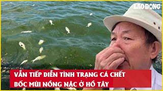 Vẫn tiếp diễn tình trạng cá chết bốc mùi nồng nặc ở Hồ Tây Báo Lao Động [upl. by Haiel]