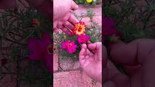 Trying to pollination portulaca flower for take new color flower 💐 horticulture garden shortvideo [upl. by Blackmore225]