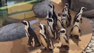 Penguin exhibit opens at Cameron Park Zoo in Waco [upl. by Olracnaig573]