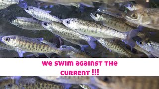 The Truth about Salmon Fry Exposed [upl. by Ratep]