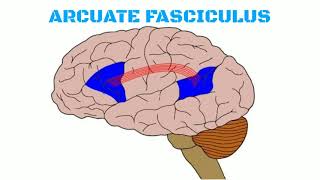 Association fibers of brain [upl. by Odranreb]