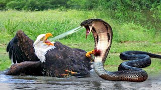 Eagle Vs Snake Eagle Fights Hard When Encountering The Most Poisonous Snake And What Happens [upl. by Wendin]