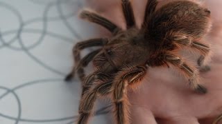 🕷 Tarántula chilena rosada o Araña Pollito Grammostola rosea  La más común de mascota 🕷 [upl. by Milissent]