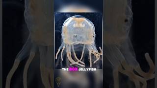 The Deadly Sting Discover Amazing Facts About the Toxic Box Jellyfish [upl. by Nawed]