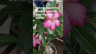 Ang haba pila sa vaccines anti rabies highlights viralvideo shortsfeed short Shorts flowers [upl. by Roseanna638]