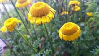 Golden Marguerite Cota Tinctoria  Yellow Chamomile  20120611 [upl. by Lytton]