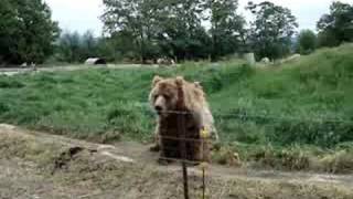 retard tries to touch grizzly bear [upl. by Adriaens]