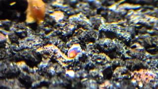 10G Poso Rabbit Snail Breeding in Full Swing [upl. by Bidget]