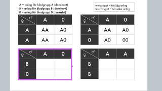 Korsningsschema Anlag för blodgrupper [upl. by Slavic]