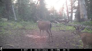 Its Starting to Heat Up  Trail Cam Pics [upl. by Ardella]