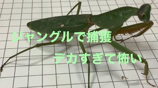 マレーシアのジャングルで捕獲された巨大カマキリ Rhombodera basalis これほどデカいのが存在するのか！ [upl. by Devy]