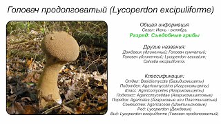 Головач продолговатый Lycoperdon excipuliforme [upl. by Marcello]