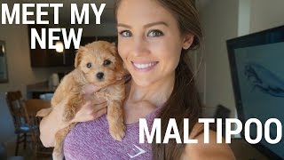 MEET MY NEW MALTIPOO [upl. by Ahsenev631]